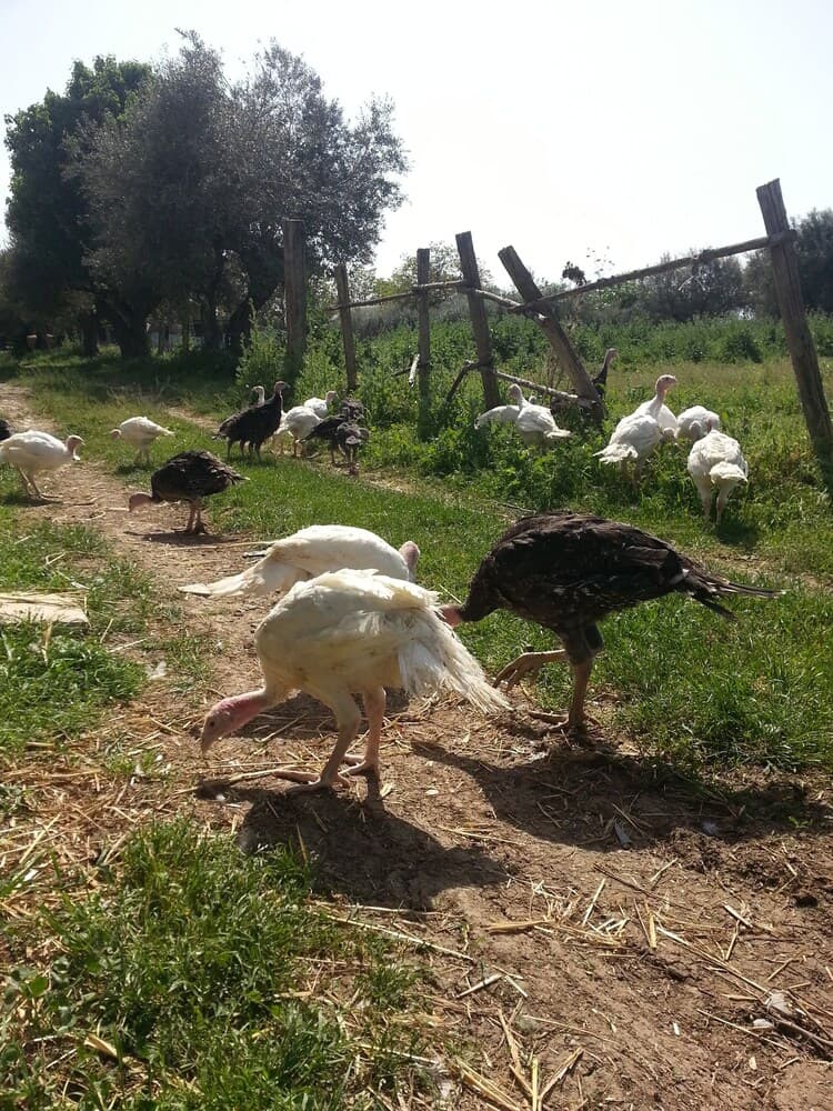 BioAgriturismo Santa Felicita