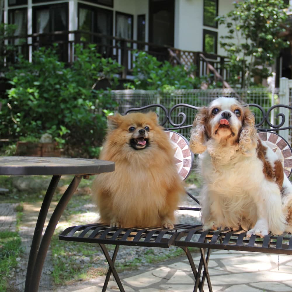 Pension Halohalo inn Nasu