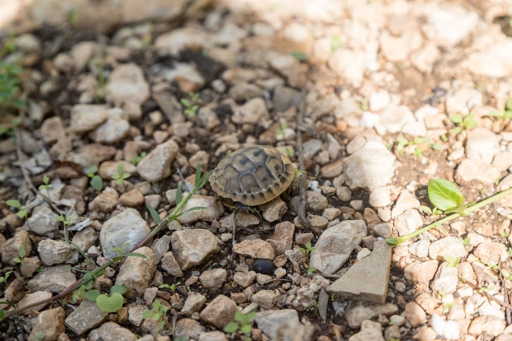 Apartment Ante Tonci