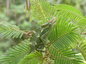 Amani Forest Camp Emau Hill