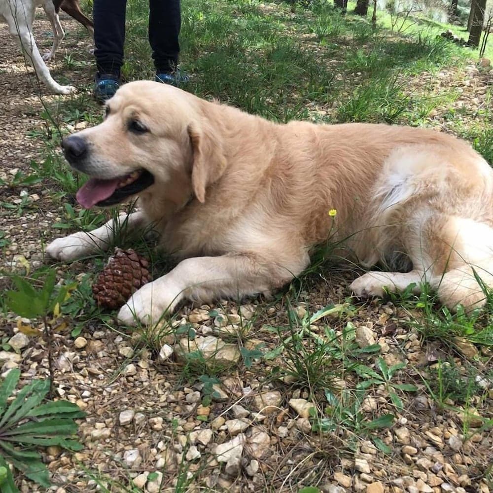 Azienda Agricola Traina