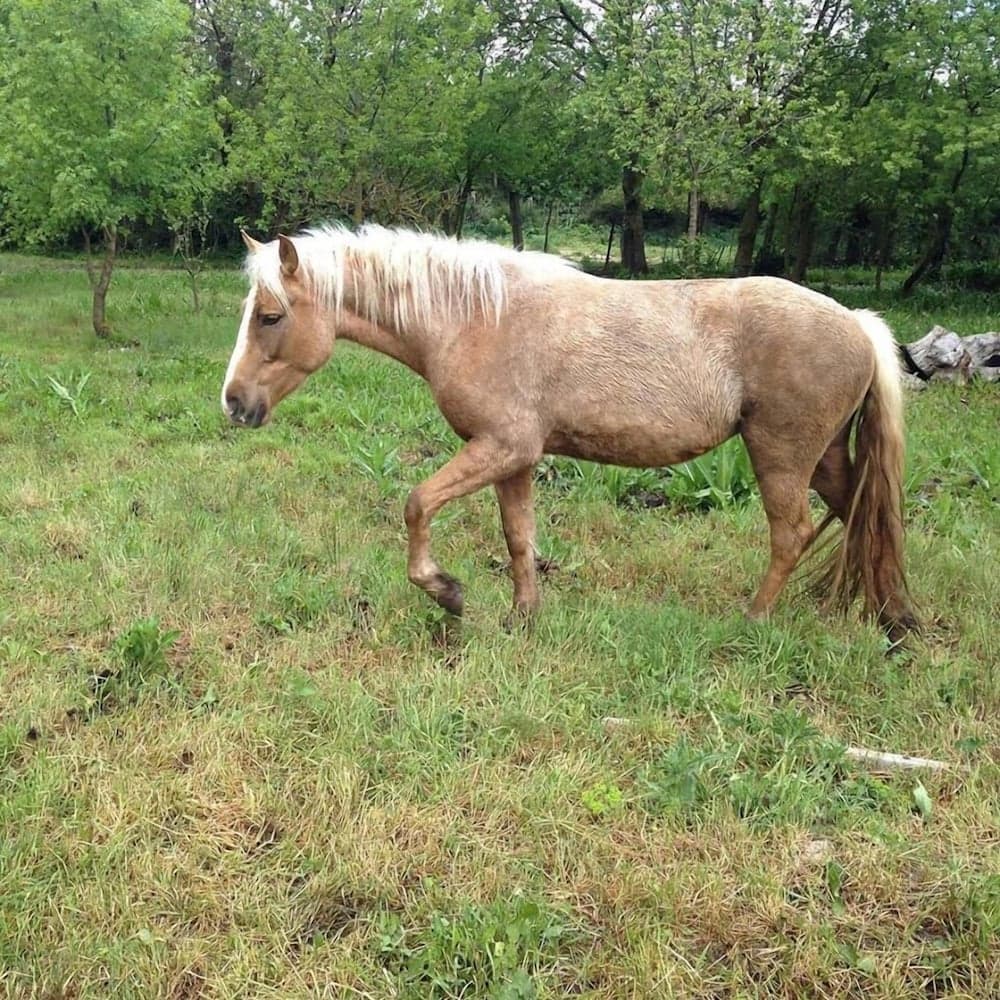 Azienda Agricola Traina