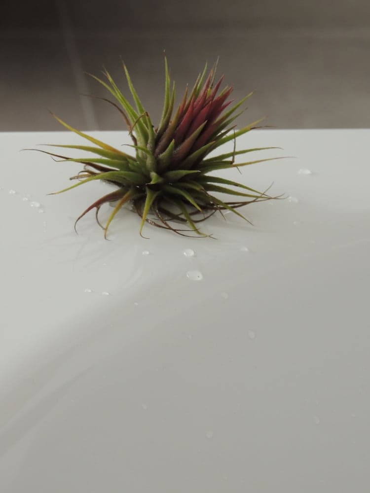 Mirador Ardea Mendixur