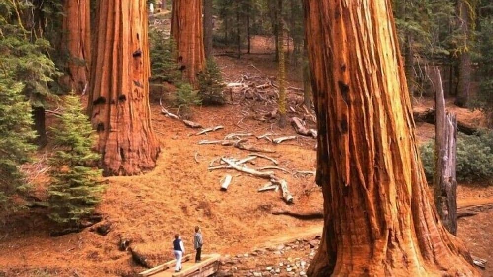 Scenic Wonders - Chinquapin 1 Bedroom