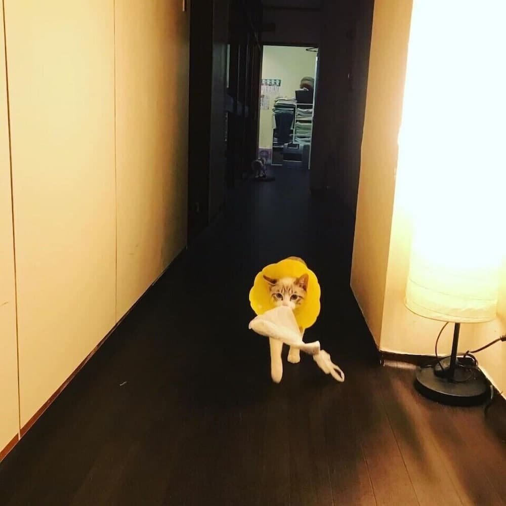 Royal Home Dormitory - Hostel