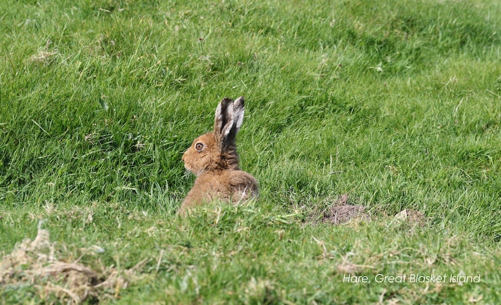 Great Blasket Island Accommodation