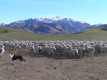 Pahau Downs High Quality Farmstay