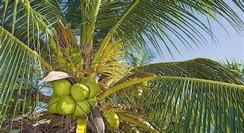 El Mechokan Accommodation