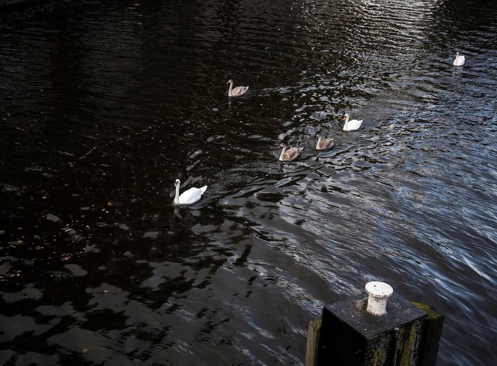 SWEETS - Kattenslootbrug