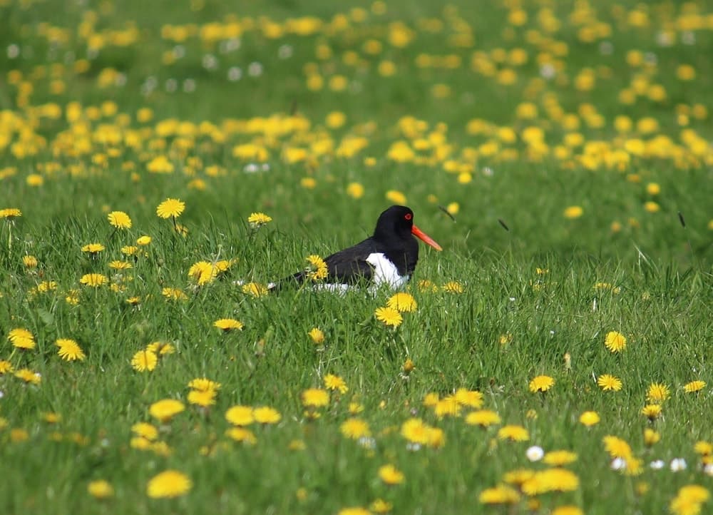 Ferienwohnung "meeresbrise"