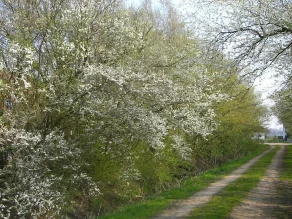Fewo am Feldrain auf NW Rügen