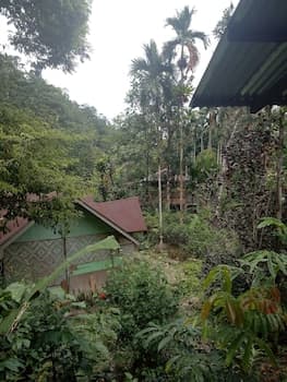 Green Lodge Tangkahan