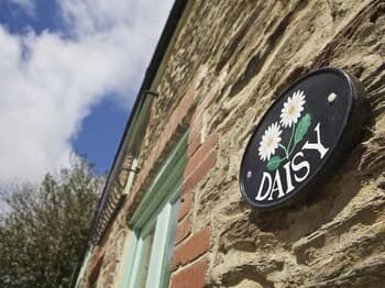 Daisy