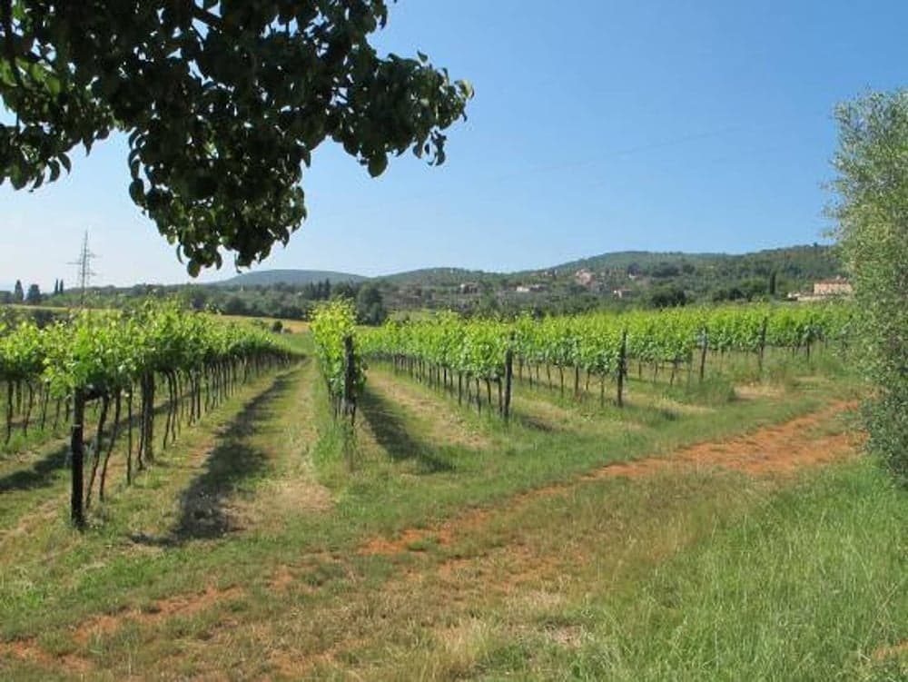 Biofarm Podere Ficareto