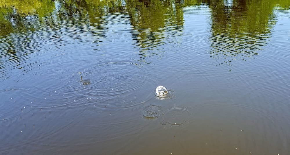 Sierra Escape Cabin With Fire Pit and Charcoal Grill by Redawning