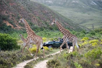 Gondwana Game Reserve
