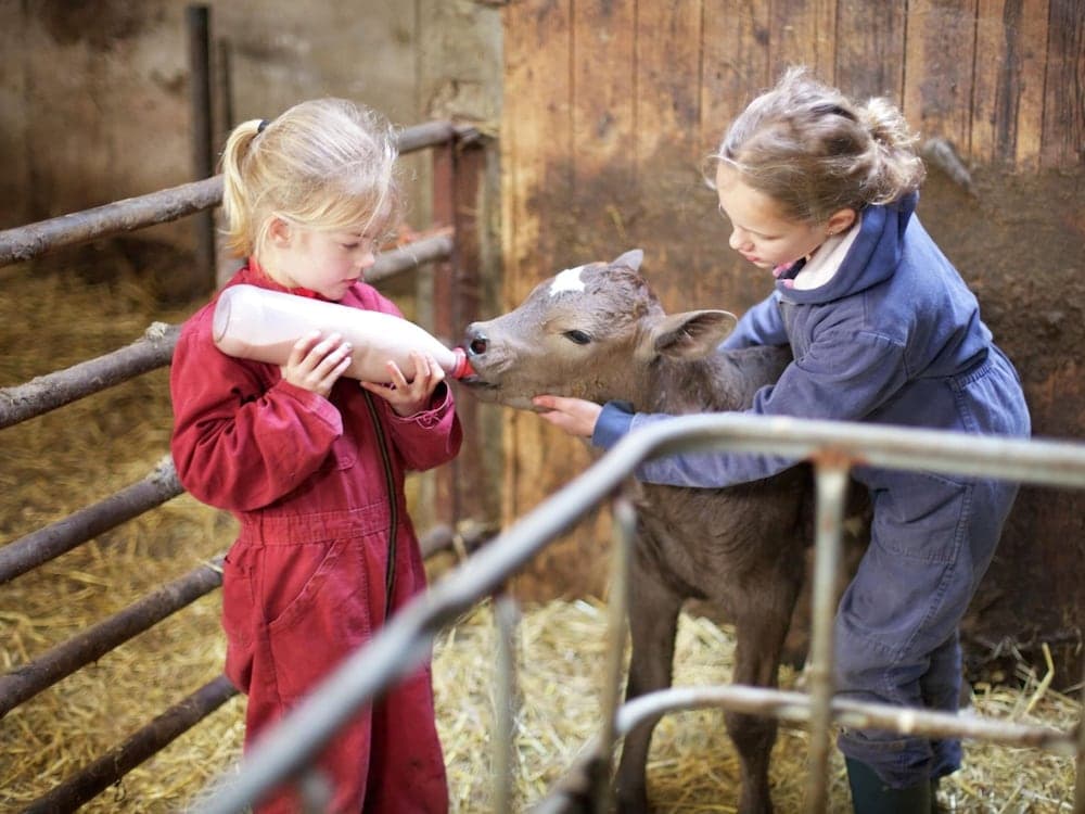Apartment in Netherlands With Scenic Meadows