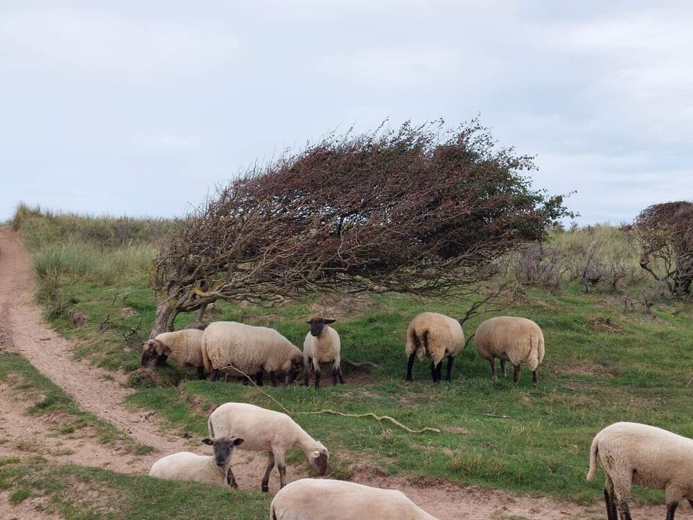 8 Person Holiday Home in Lokken-by Traum