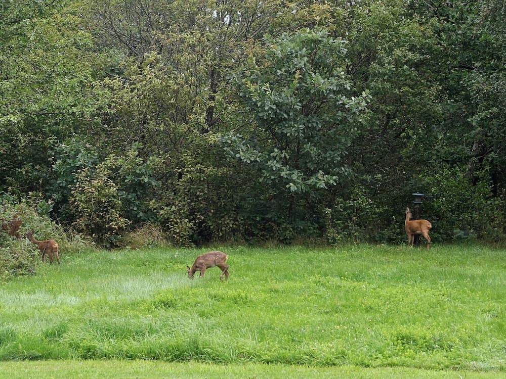 4 Person Holiday Home in Romelanda-by Traum