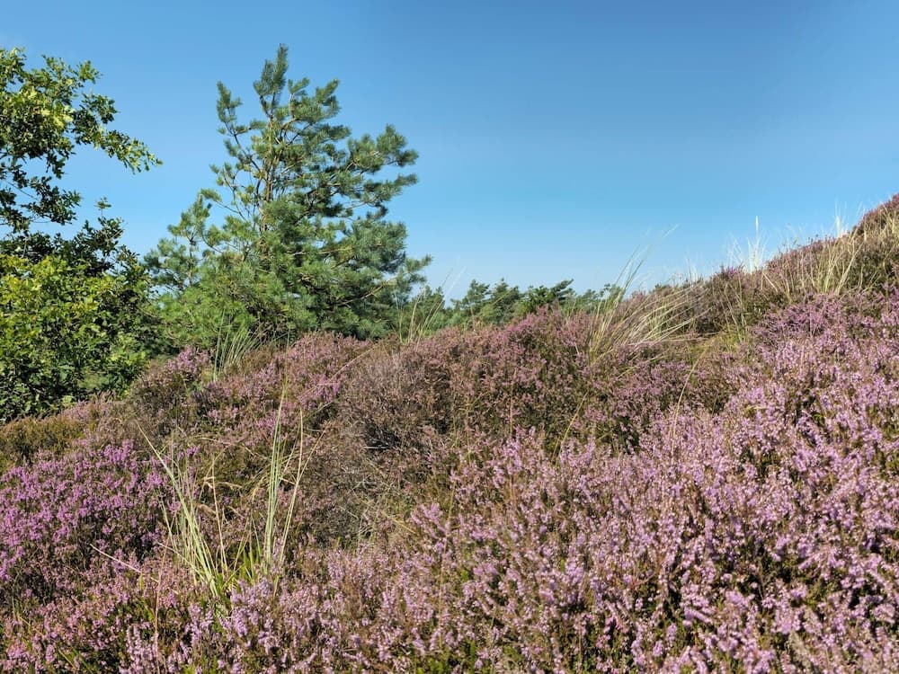 Tranquil Retreat in Bolilmark-by Traum