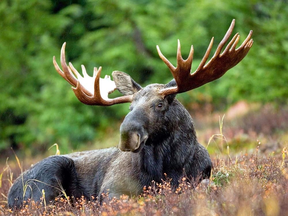 6 Person Holiday Home in ED