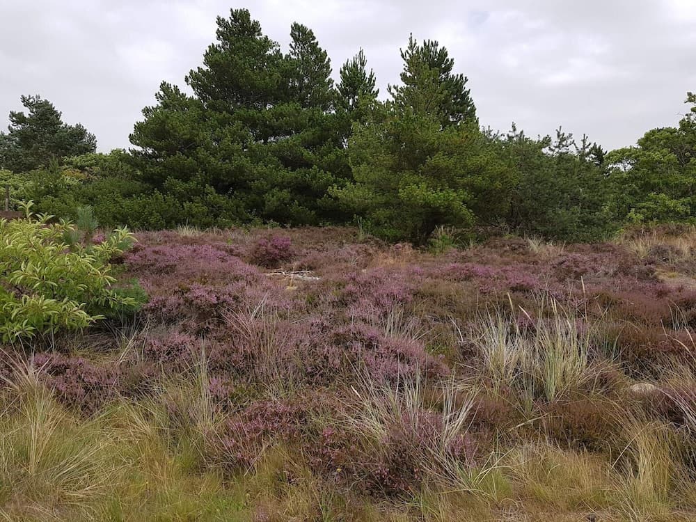 12 Person Holiday Home in Romo