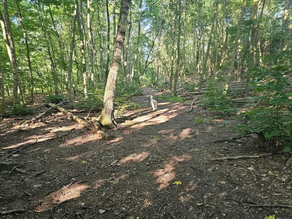 Tranquil Lakeside Retreat in Ry-by Traum