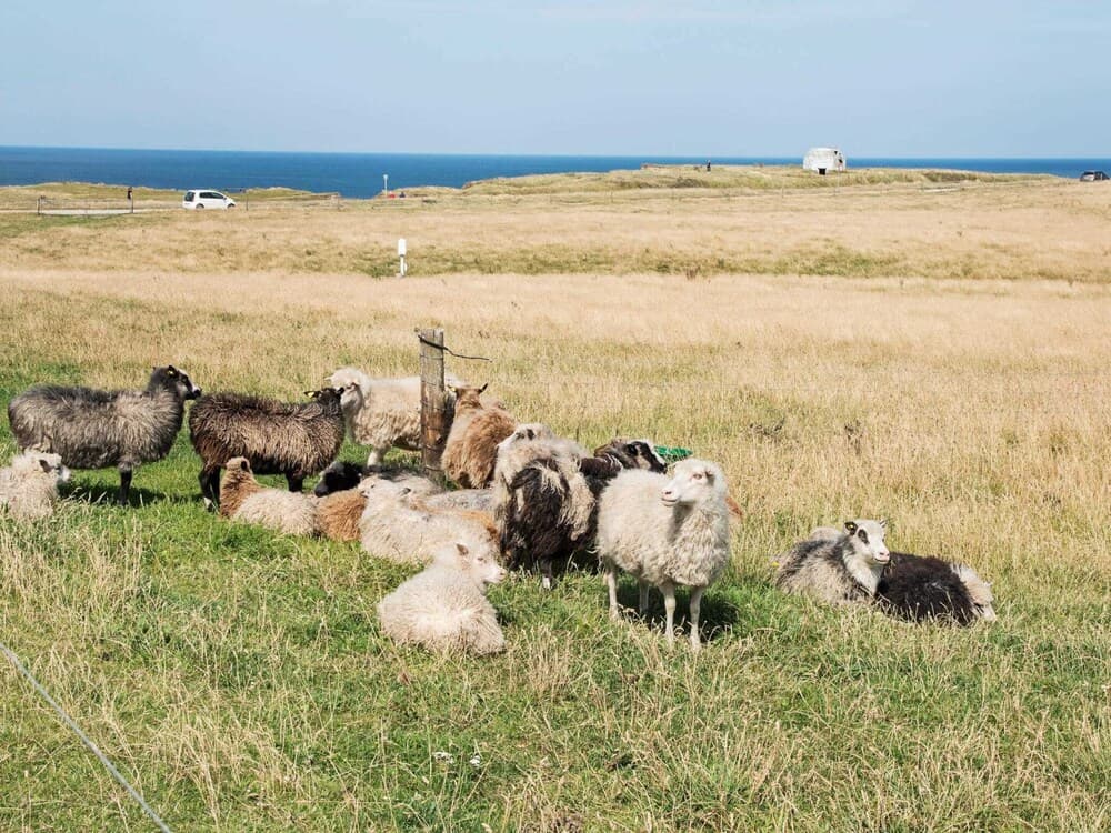 4 Person Holiday Home in Lemvig-by Traum