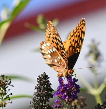 Summerfield Cottage at Sleepy Creek