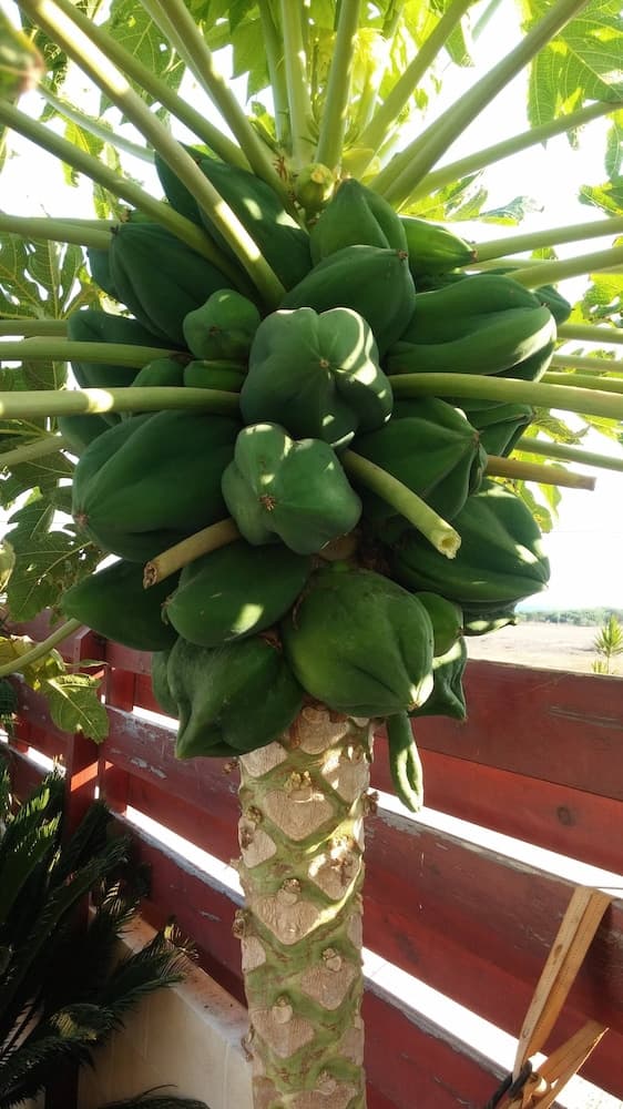 Cosy Carolyn Villa in Ayia Thekla