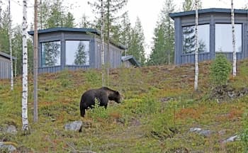 Bear Centre