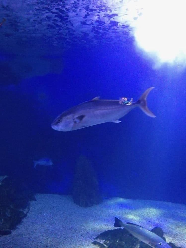 Casa Gianni Cala Gonone Mare