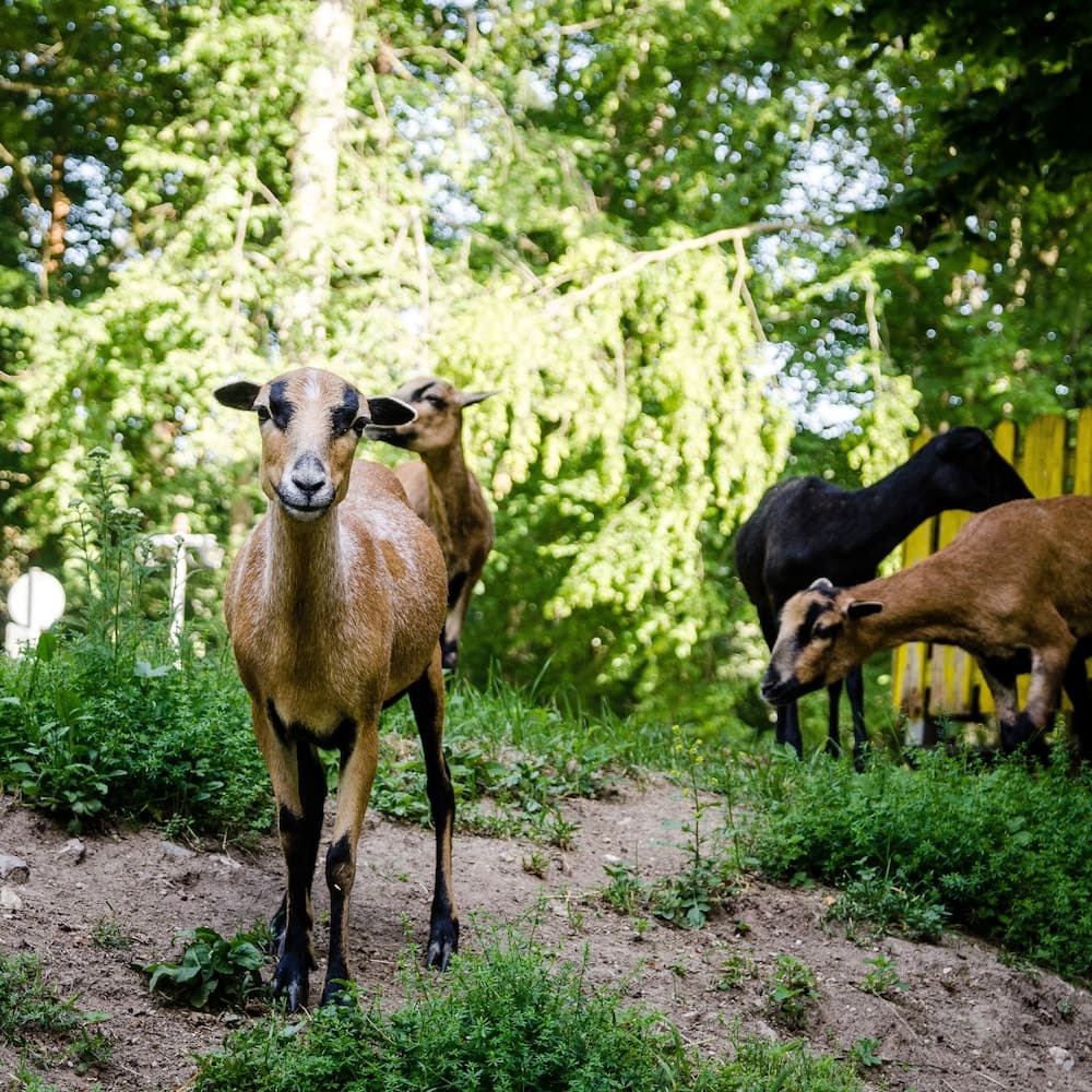 Wallfahrts-Gaststätte Heilbrünnl