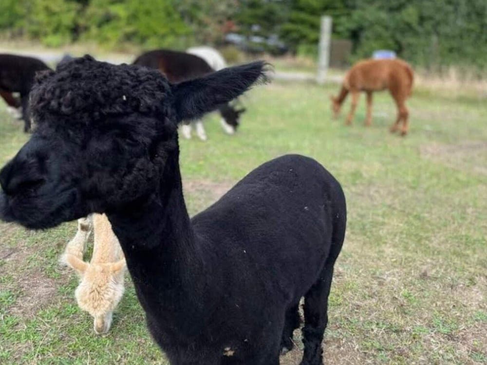 4 Person Holiday Home in Skibby