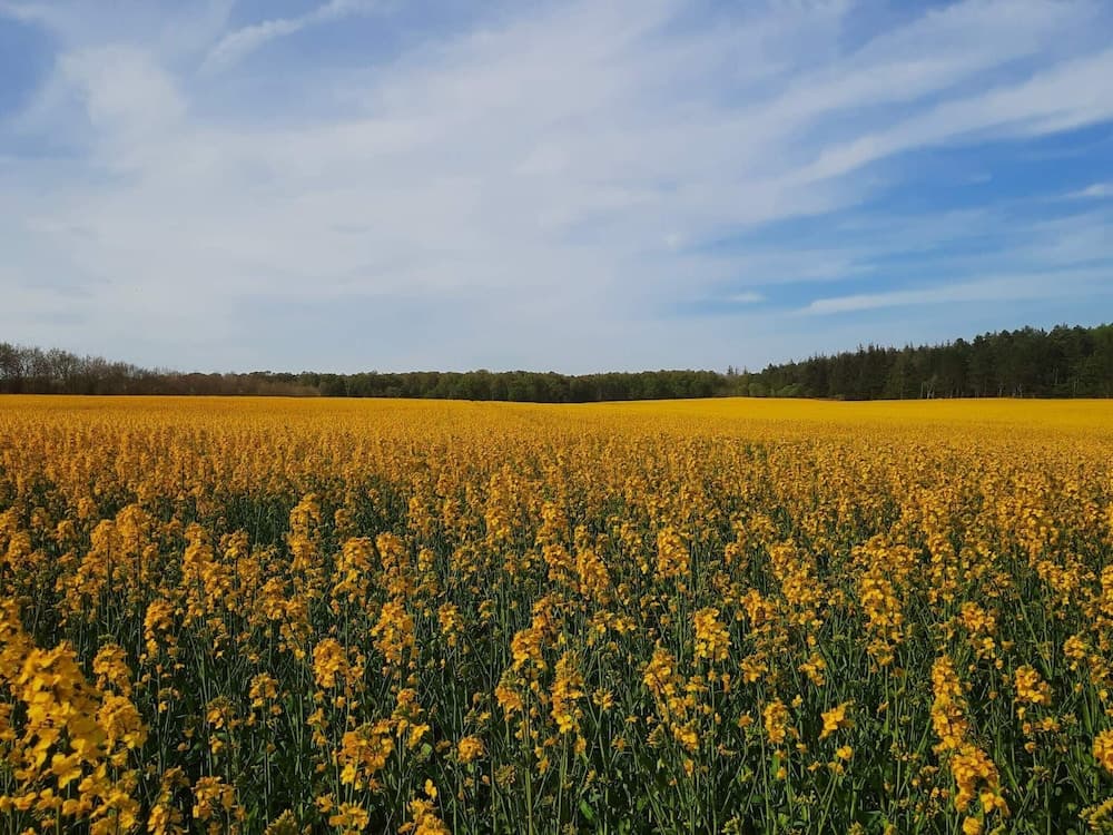 Sunny Retreat in Bonnerup Harbor-by Traum
