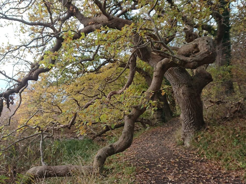 6 Person Holiday Home in Rude