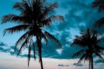 Beach Club at Siesta Key Poolside D