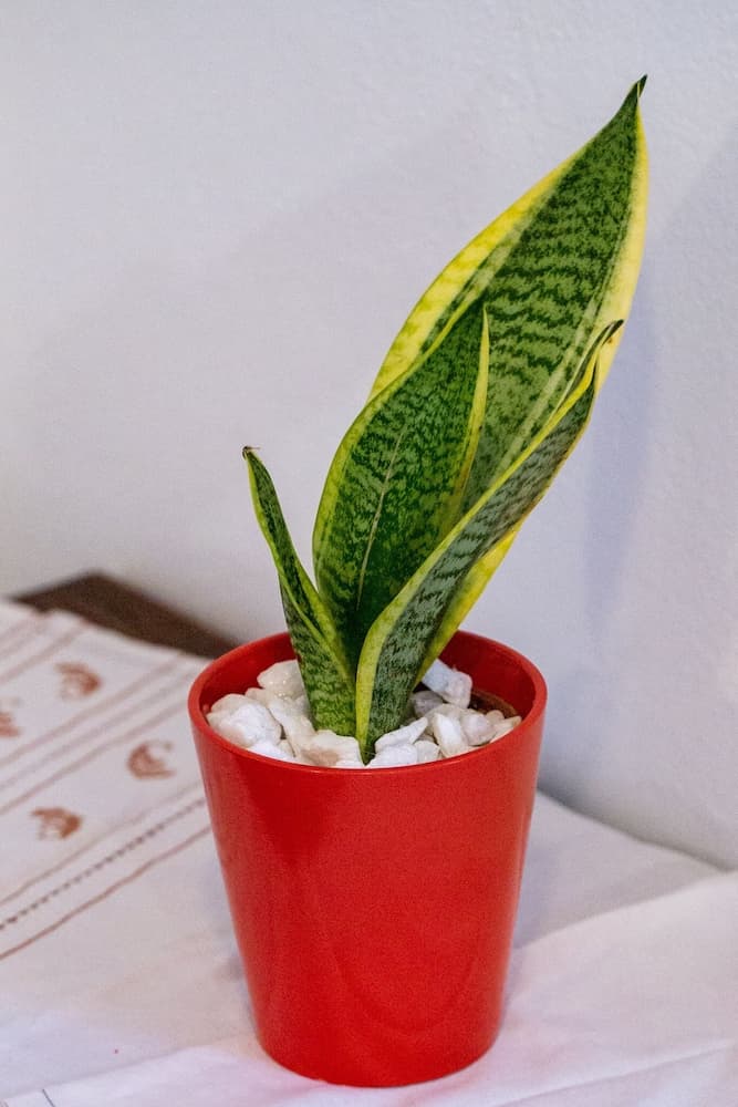 Gardenia Eco Apartment in Panormo