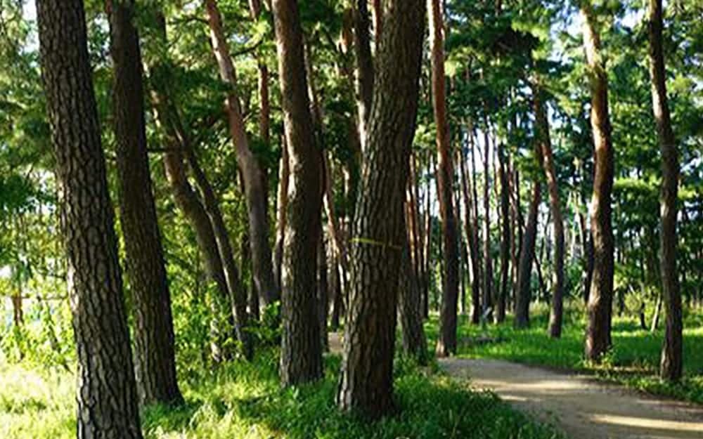 Gangneung Bow The Way Guest House