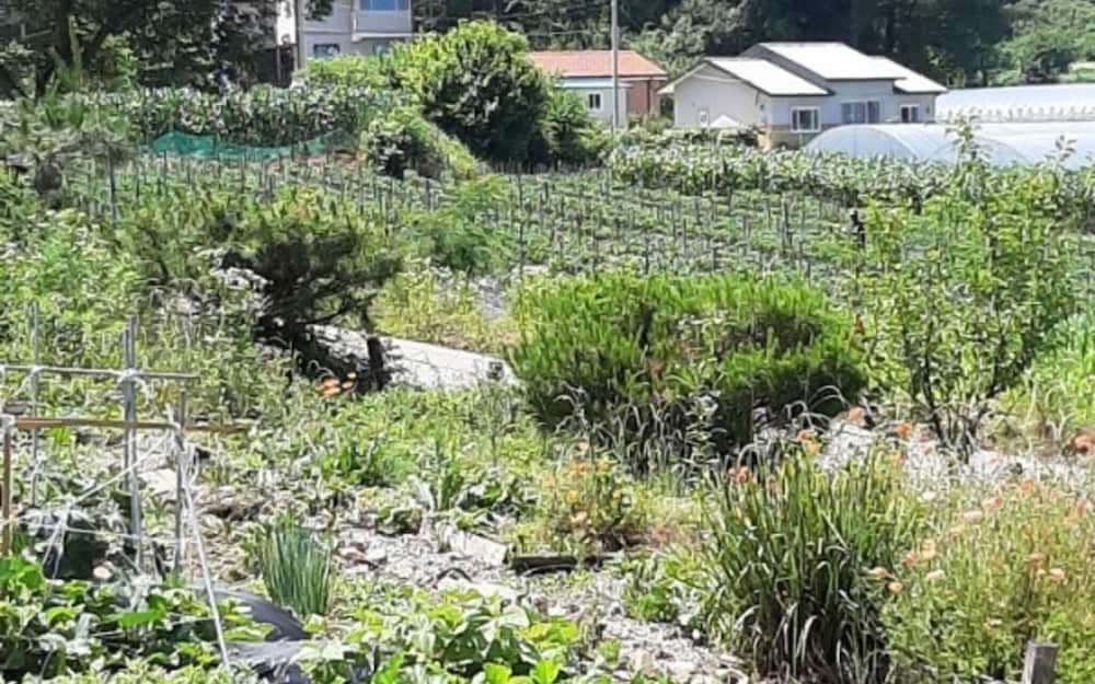 Goesan Byeolbitsanmagi Pension