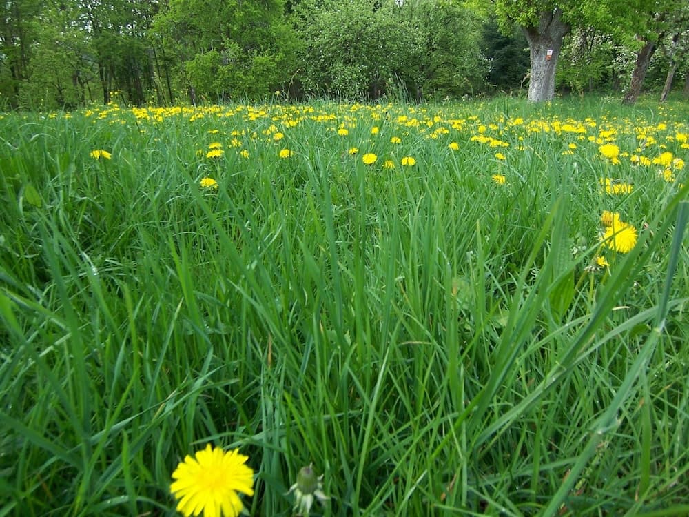 Ferienhaushotel Zur Grünen Oase
