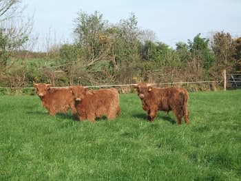 Glendine Country House