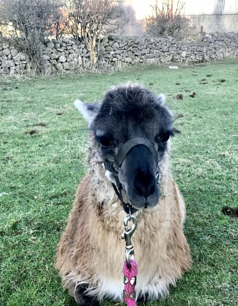 The Snuggly Sheep Shepherd Hut Campview Farm Stay