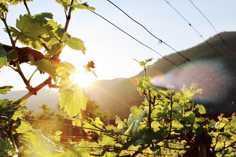 Deluxe Apartment With two King Bedrooms in the Historic Centre of D Rnstein