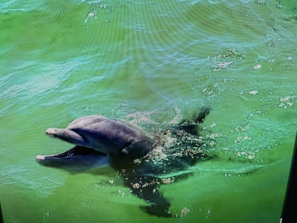 Treasure Island 0104