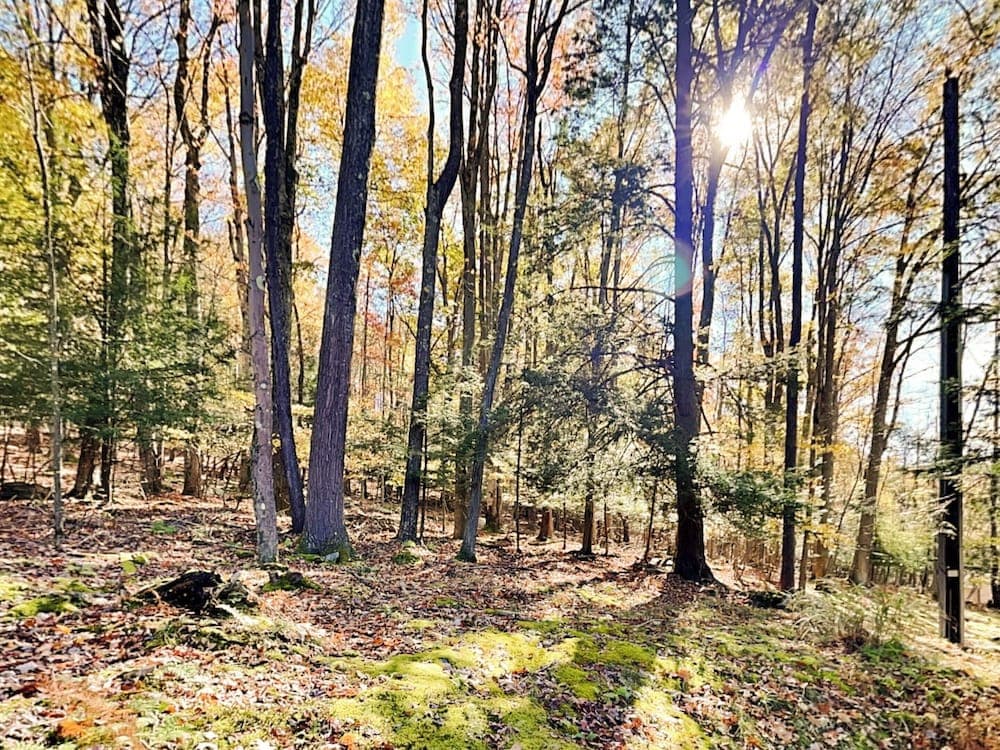 Fir Reel by Taylor Made Deep Creek