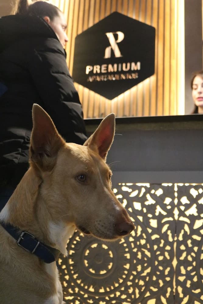 Apartamentos Málaga Premium - Calle San Telmo Thyssen Museum