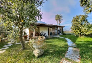 Palazzo dei Ulivi - Ulivo