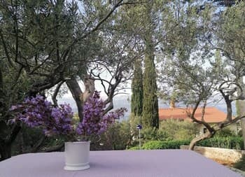 Olive - 150 m From sea - H