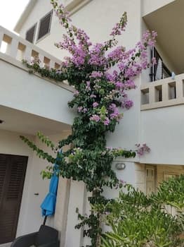 Coloured - Apartments on Island - SA3 - Studio :